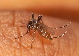 Walka z komarami w Stalowej Woli tylko na chwilę przynosi efekty