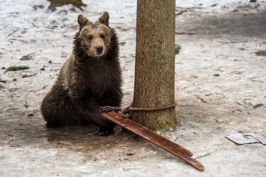 Cisna i Baloo rozpakowali prezenty!