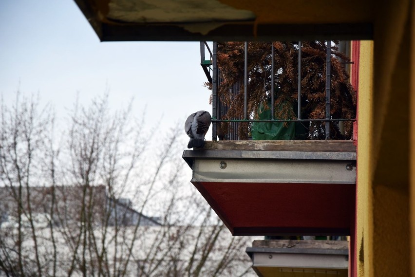 Gołąb miejski buduje gniazdo na balkonie na jednym z osiedli...