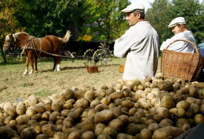 Udział rolników w końcowej cenie ziemniaków wyniósł od 26 do...