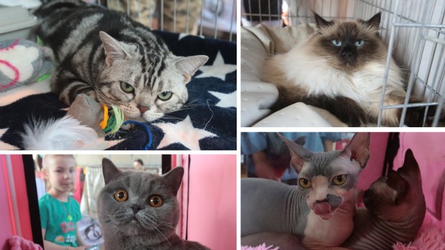 Międzynarodowa Wystawa Kotów Rasowych znów w Szczecinie. Zobacz te kocie piękności! >>>