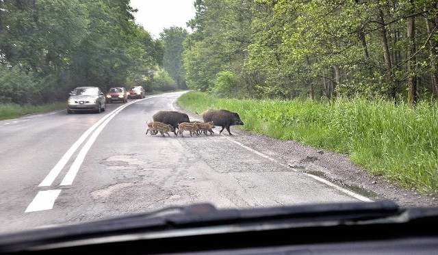 Kierowcy muszą się mieć na baczności, bo zderzenie z takim stadem już przy prędkości 50 km/h może być bardzo niebezpieczne.