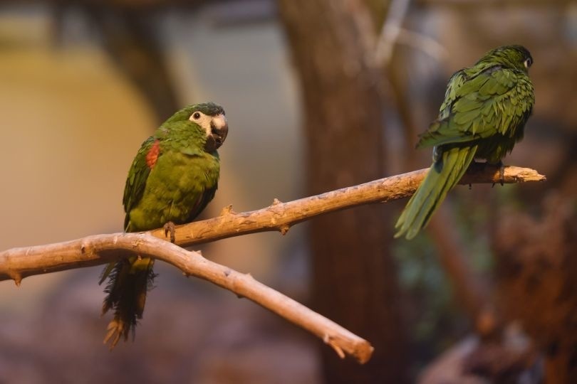 Łódzki ogród zoologiczny