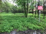 Kraków. Mieszkańcy Łęgu chcą zamienić zarośla na park. Miasto uważa, że wcześniej trzeba sprawdzić wartości przyrodnicze tego miejsca