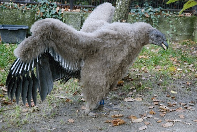 Ptasi urodzaj w krakowskim zoo. Pojawił się np. kondor