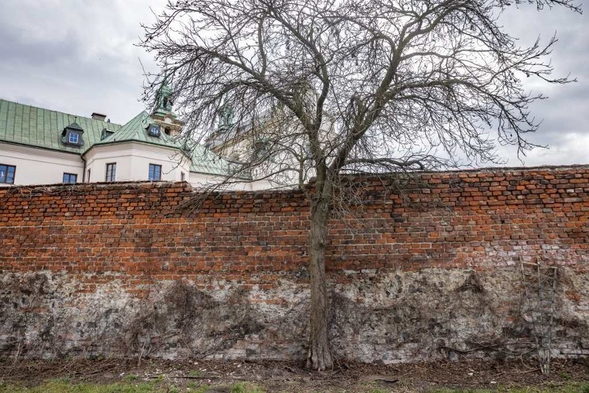 Kraków. Ktoś obsypał solą drzewa przy kościele Na Skałce. Gdyby nie szybka reakcja mieszkańców, mogły uschnąć