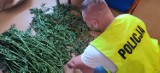 Rybina koło Stegny. Sprytny hodowca marihuany ukrył ją w... ogórkach.  26-latek z powiatu nowodworskiego ma teraz kłopoty z prawem | ZDJĘCIA