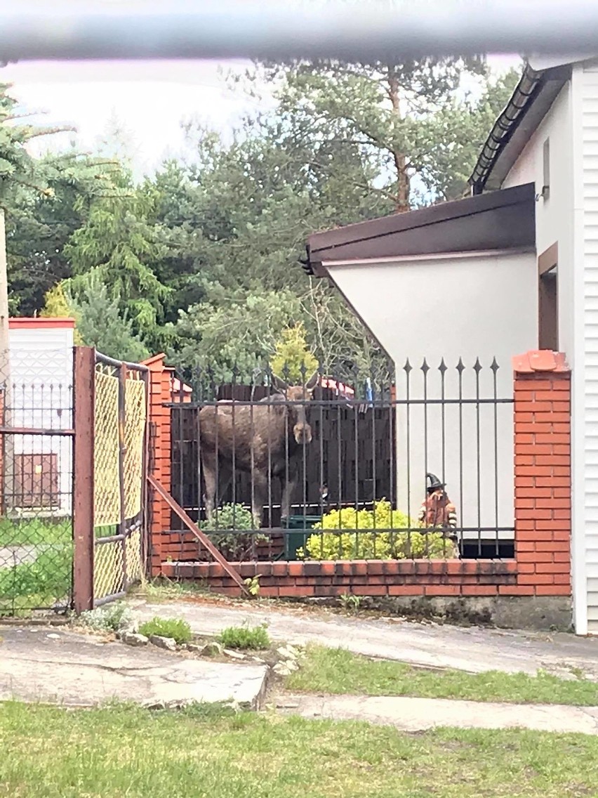 Ranny Łoś leżał przy ulicy Leśnej w Sosnowcu. Wrócił już do...