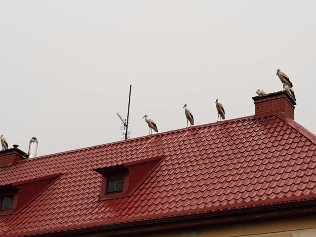 Na jednym z budynków przy ul. Kisielice Duże przysiadło sobie jednocześnie aż 7 bocianów. Na latarniach obok domu stały kolejne dwa. To jednak nie koniec, bo na kolejnych budynkach przy tej samej ulicy udało nam się naliczyć ich blisko 20 sztuk.Zobacz także: Zespół Weekend w Białogardzie 