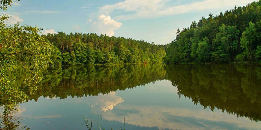 Las i woda to wizytówka Nadleśnictwa Złocieniec          