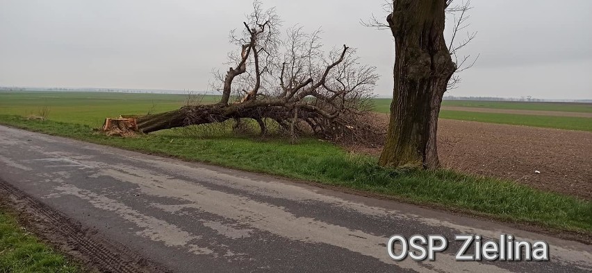 Przycięte drzewo na drodze między wsiami Kujawy i Buława w...