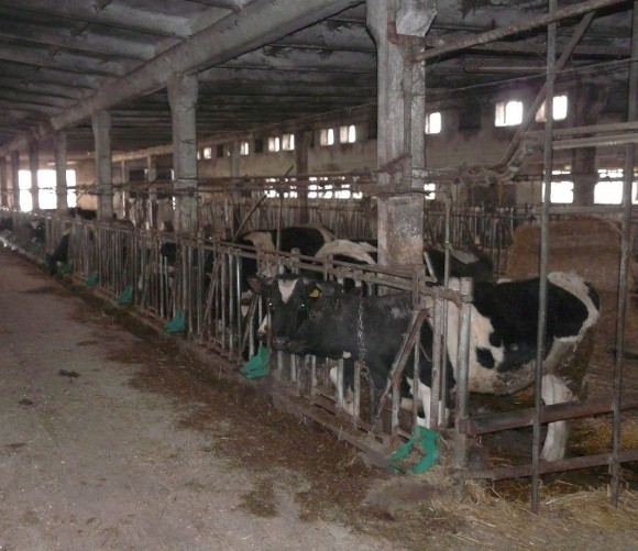 W zakładzie w Dobropolu zostało niewiele krów. Firma postawiła na produkcję roślinną.