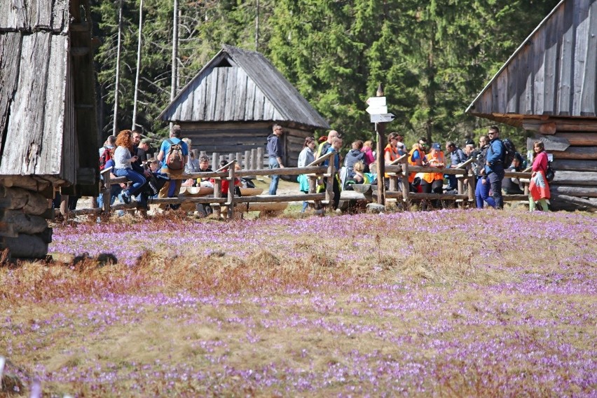 "Nigdy więcej na krokusy do Doliny Chochołowskiej". Polacy dali popis kultury