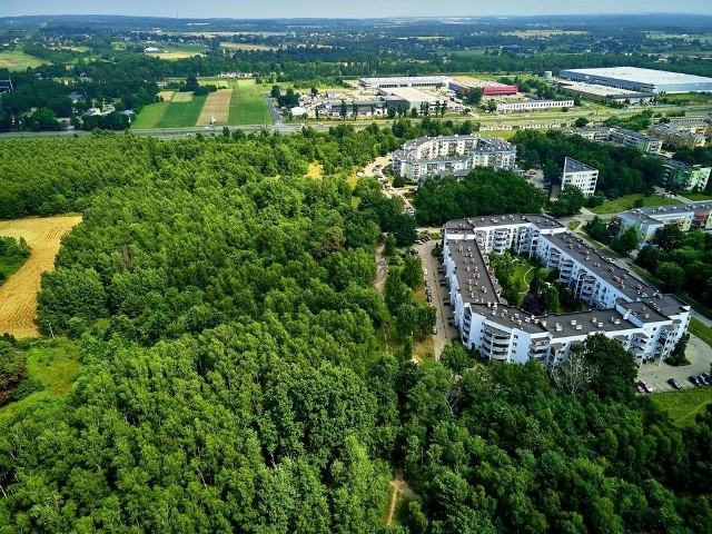 Park leśny na Janowie jest jednym z pierwszych tego typu zieleńców ustanowionych w Łodzi.