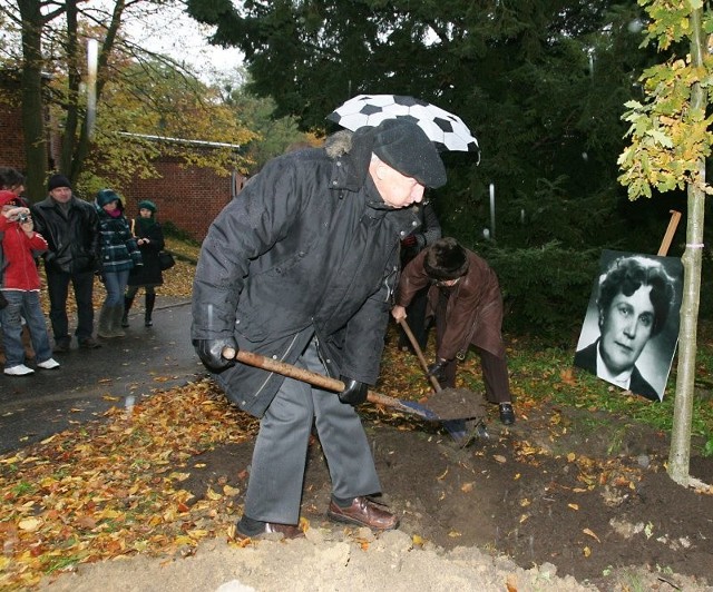 Prof. Zbigniew Semadeni zasadził drzewo swojej matce, zasłużonej dla Szczecina prof. Irenie Semadeni-Kopackiej.