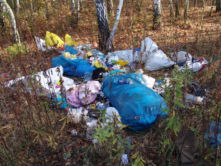 Straż Leśna w Nadleśnictwie Tuszyma namierzyła sprawcę porzucenia w lesie odpadów. Za karę posprząta śmieci w okolicy [ZDJĘCIA]