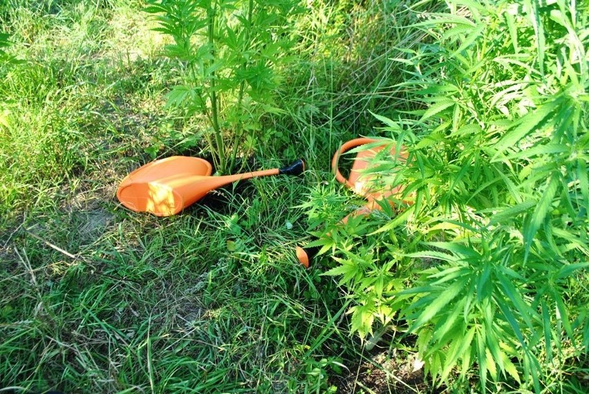 Hodował marihuanę w ogródku [zdjęcia]
