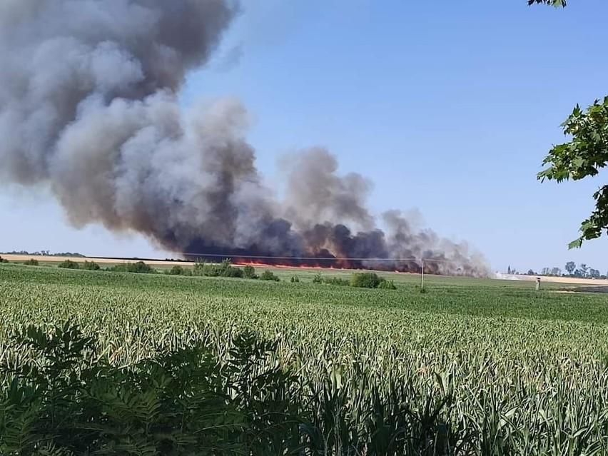 Groźny pożar ścierniska i zboża gminie Łambinowice. Strażacy gasili go z powietrza