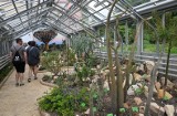 Wystawa kaktusów i sukulentów we Wrocławiu. Ogród Botaniczny zaprasza na kiermasz [ZDJĘCIA]