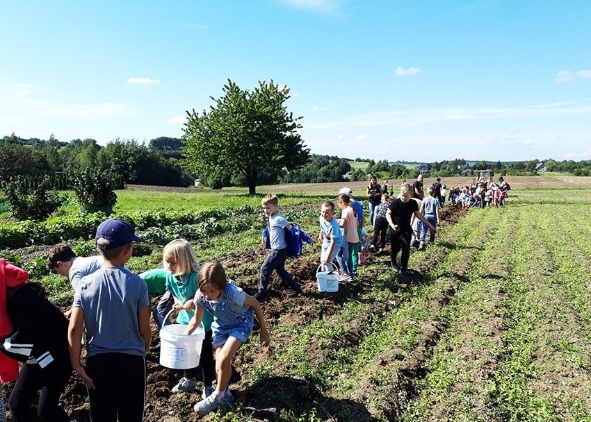 Tradycyjne wykopki ziemniaków w zagrodzie edukacyjnej w...