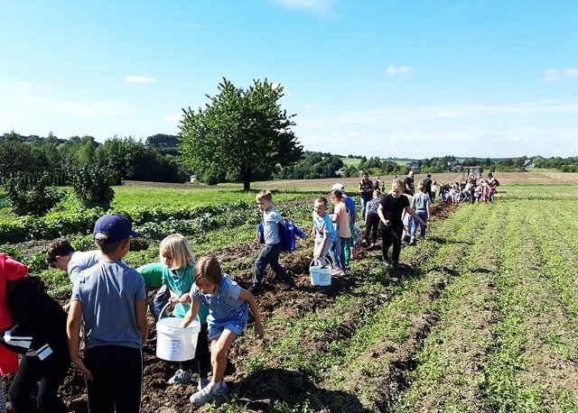 Tradycyjne wykopki ziemniaków w zagrodzie edukacyjnej w Nowej Górze w gminie Krzeszowice