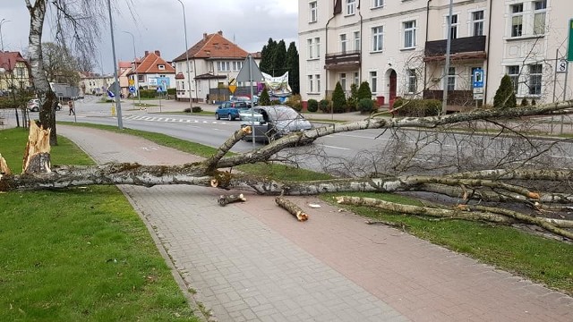 W parku miejskim w Miastku od strony ulicy Kazimierza Wielkiego wiatr powalił drzewo, które spadło na chodnik i jezdnię (droga krajowa nr 20). Na szczęście nikt nie ucierpiał. 