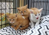 Kociarnia w łódzkim schronisku jest przepełniona, na szczęście małe koty znajdują nowe domy