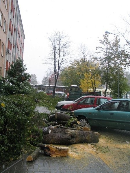 Suche drzewa przed budynkiem Urzędu Skarbowego w Tarnobrzegu od dawna były planowane do wycinki. Ich usunięcie przyspieszył ubiegłotygodniowy atak zimy. W ich miejsce zostaną nasadzone nowe