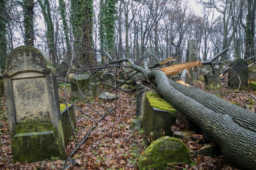 Usuwane z cmentarza drzewa zaniepokoiły okolicznych...