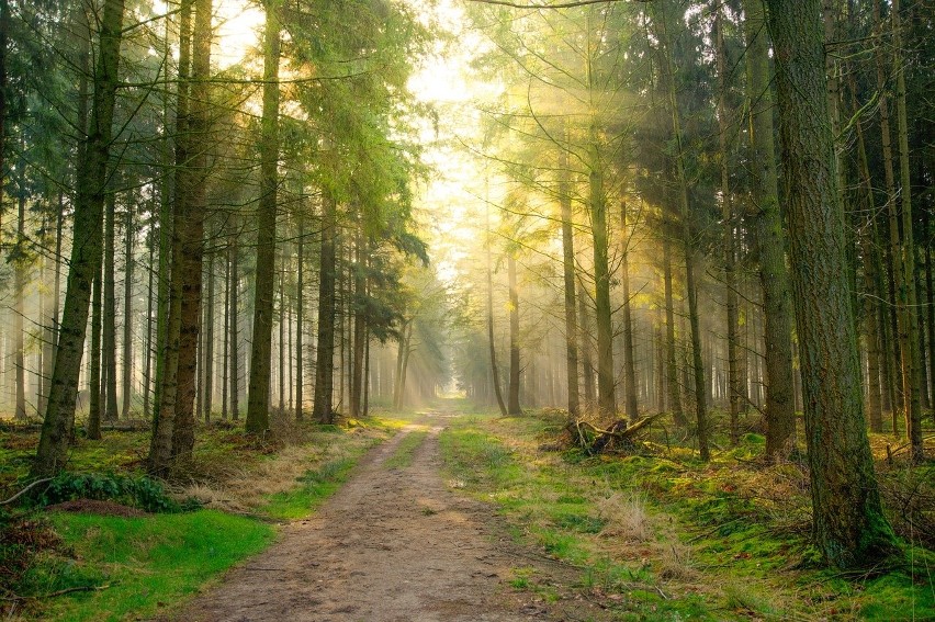 Ministerstwo środowiska zapewnia: nie ma planów prywatyzacji Lasów Państwowych