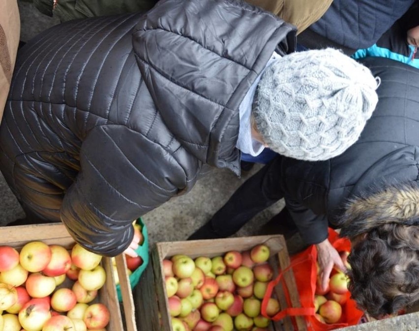 Rozdawali 20 ton jabłek w Wejherowie