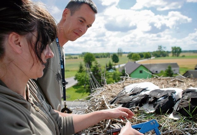 Ptaki leżą nieruchomo, jak by się w ogóle nie bały.  Michał Uczciwek i pomagająca mu Renata Kaldonek obrączkują bociany.