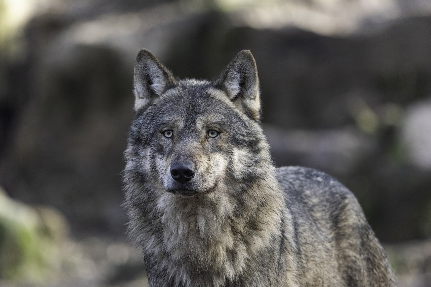 Coraz więcej wilków w Podlaskiem. W gminie Choroszcz problem staje się udręką