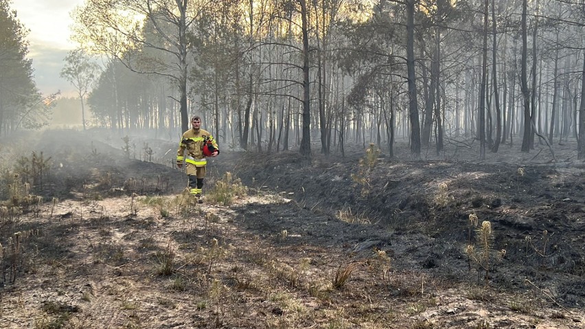 Pożar ponad 40 hektarów lasów w powiecie tarnogórskim! Cały czas trwa dogaszanie trudnego terenu. Zobacz ZDJĘCIA
