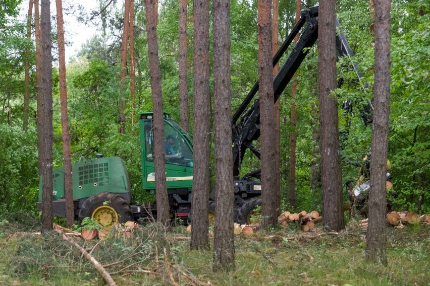 Chodzi głównie o pozyskanie drewna tzw....