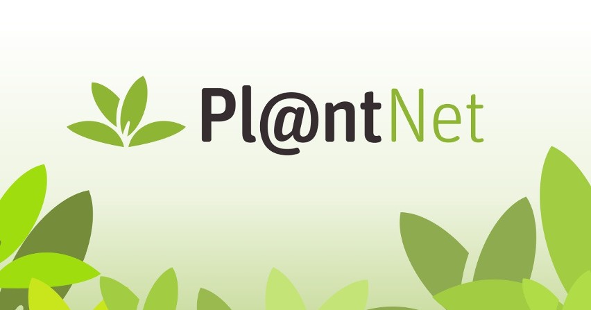 Pl@ntNet to narzędzie pomagające w identyfikacji roślin za...
