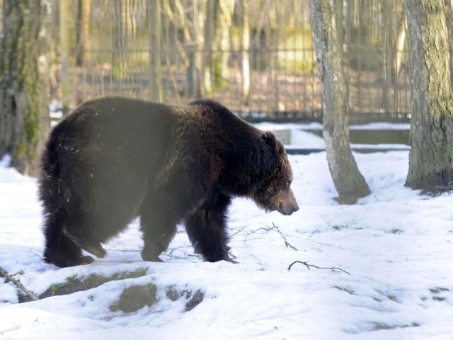Niedźwiedzie w myślęcińskim zoo korzystają z promieni słońca - mają apetyt i są chętne do aktywności.