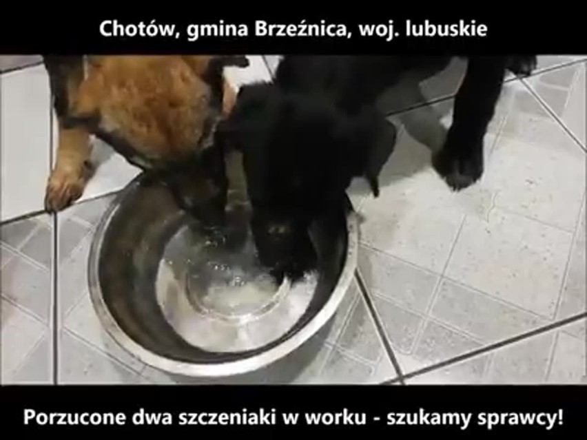 Chotków: Ktoś wrzucił do lasu, zamknięte w worku szczeniaki. OTOZ Animals szuka sprawców [ZDJĘCIA, WIDEO]