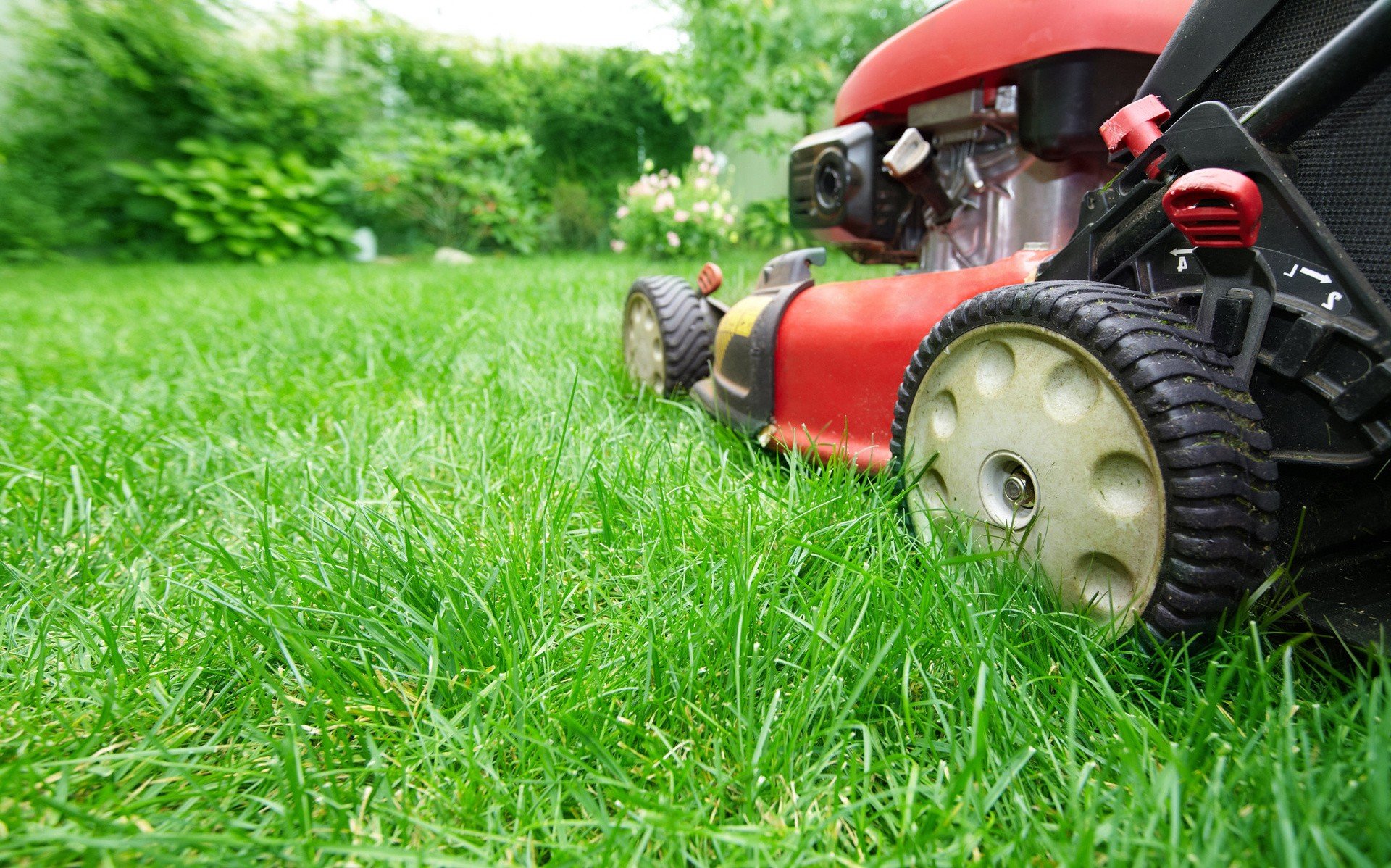 Koszenie trawnika: na te błędy uważaj! Jak często kosić trawę i jak wysoko?  Na to uważaj przy koszeniu, jeśli chcesz mieć piękny trawnik | RegioDom