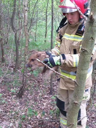 Trzy małe dziki uwięzione w studni w Bliżynie ratowali skarżyscy strażacy [ZDJĘCIA]