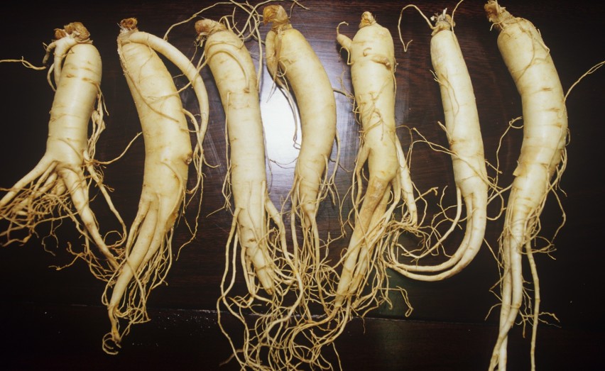 Żeń-szeń koreański (Panax ginseng), zwany też czerwonym lub...