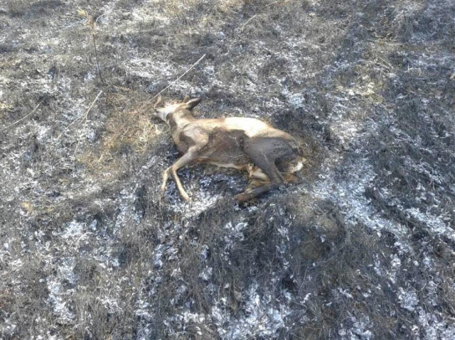 Zobaczcie podpalacze, jak giną przez Was zwierzęta! Straż ostrzega [DRASTYCZNE ZDJĘCIA]