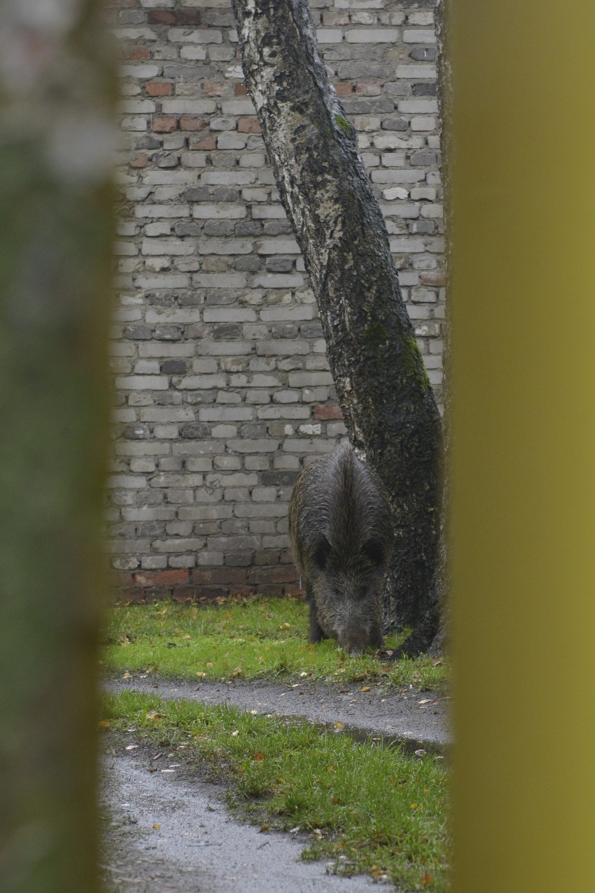 Dziki w centrum Słupska.