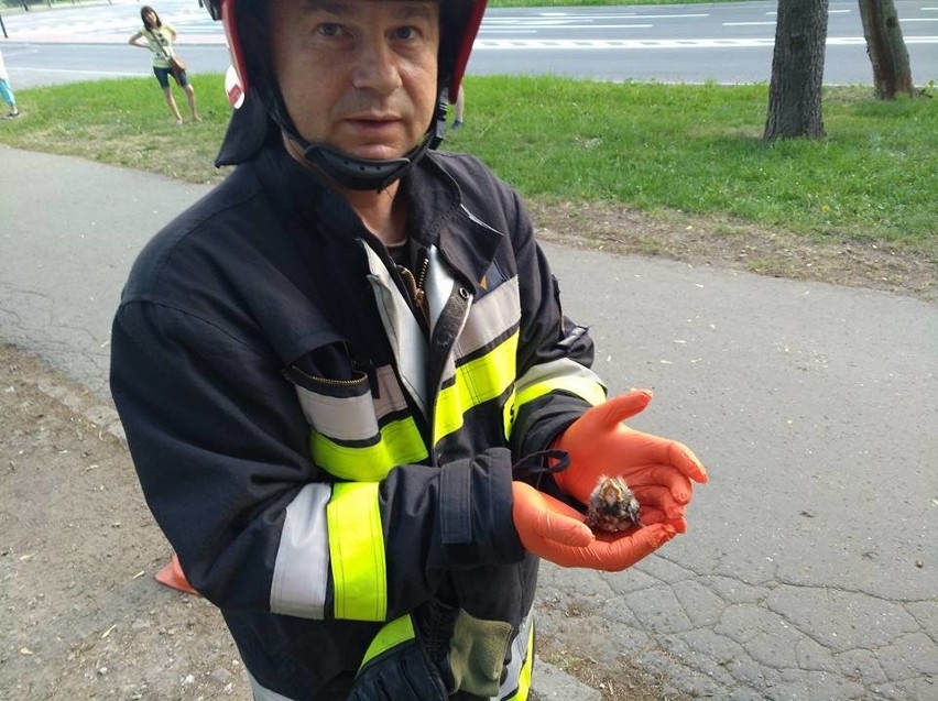 Kraków. Nietypowa akcja strażaków. Uratowali pisklę, które wypadło z gniazda!