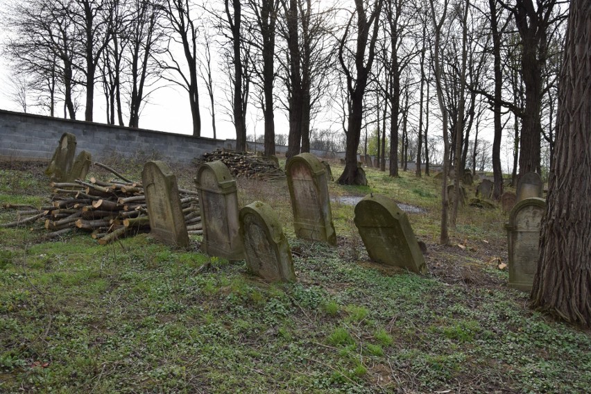 Cmentarz żydowski w Siedleczce nie był porządkowany przez...