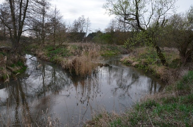 Rzeka Lubieńka (z lewej) wpadając do Zgłowiączki niesie z sobą sporo zanieczyszczeń. Najwięcej nieczystości pojawia się w pobliżu Włocławka, gdzie staje się cuchnącym ściekiem.