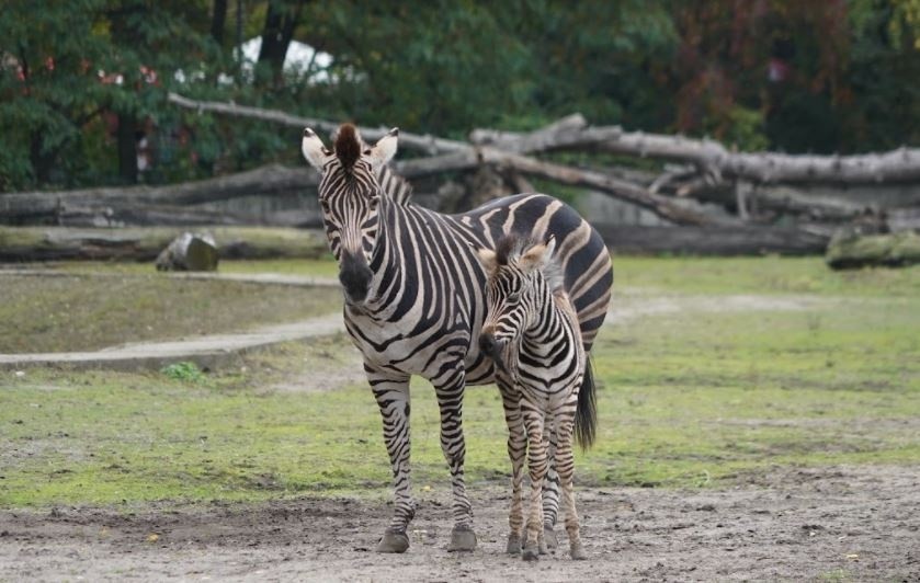 Na wybiegu Sawanny we wrocławskim zoo pojawiły się małe...