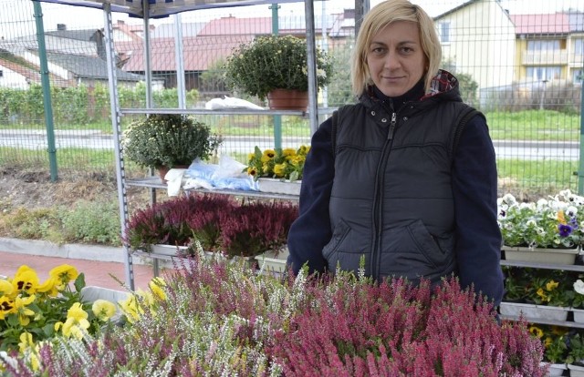 Aneta Krzak z Brześcia, prowadząca firmę ogrodniczą sprzedawała we wtorek wrzosy mieszane i normalne.