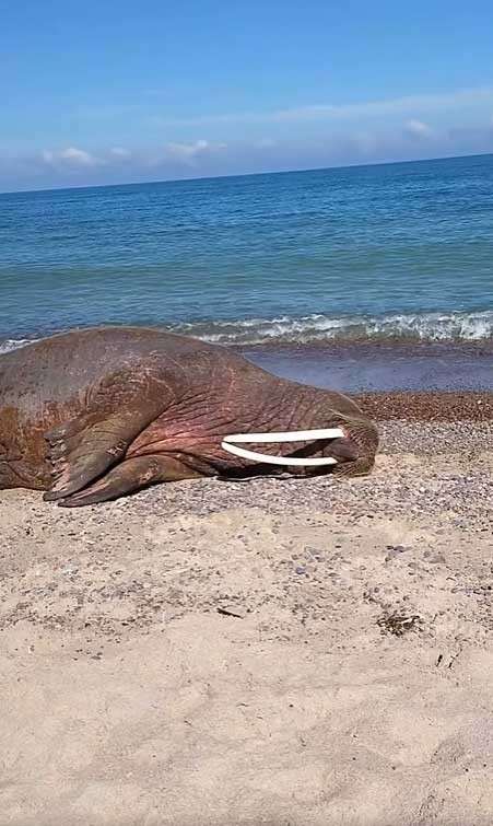 Na plaży w gminie Mielno pojawił się mors arktyczny