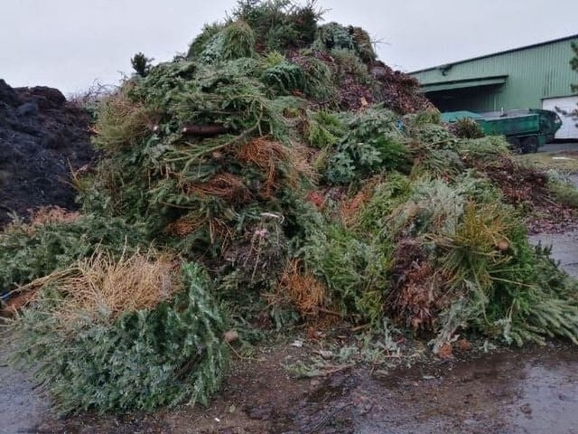 Łódzkie MPO zakończyło zbiórkę poświątecznych drzewek. Ile choinek Miejskie Przedsiębiorstwo Oczyszczania zebrało w tym roku?